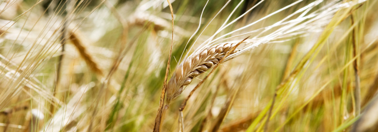 Wheat Background