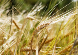 Wheat Background