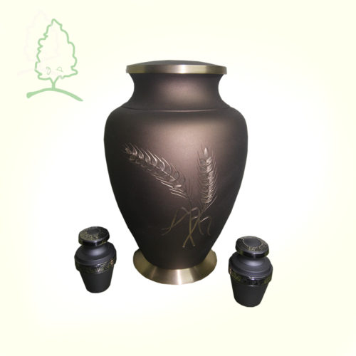 Cinerario-Aria-espiga-de-oro-rey