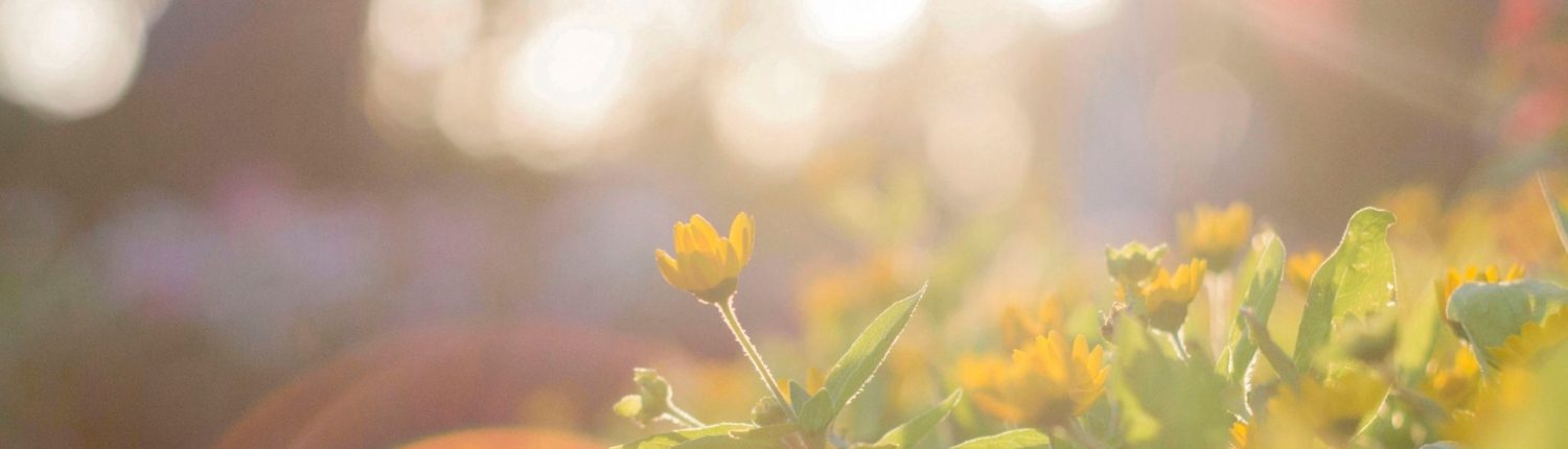 Convenios Empresariales