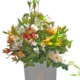 Flores