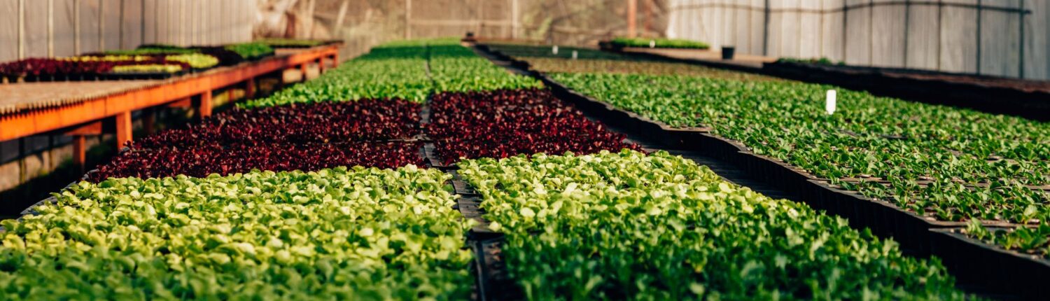 Agroterapia NA Beneficios Agroterapia NA Beneficios